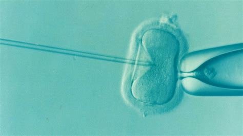 Catholic Church View On İn Vitro Fertilization