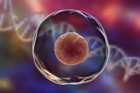 Does İn Vitro Fertilization Hurt