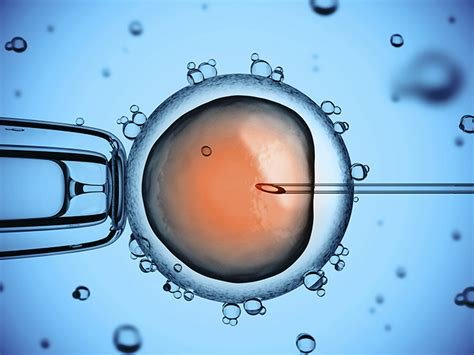 İn Vitro Fertilization Catholic