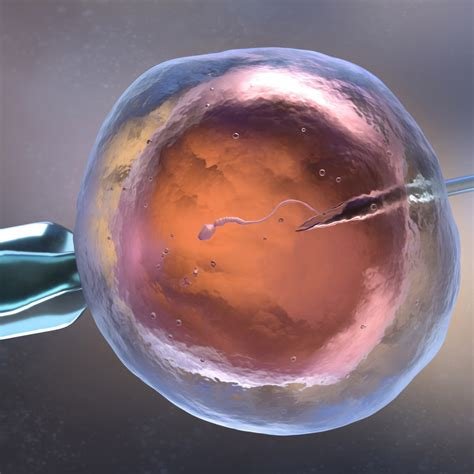 İn Vitro Fertilization Center Near Me