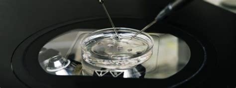 İn Vitro Fertilization Dallas Tx