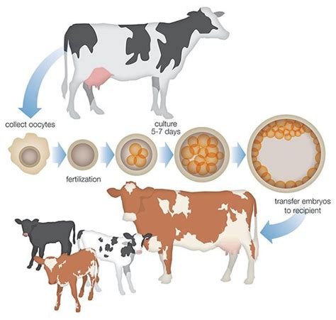 İn Vitro Fertilization İn Cows