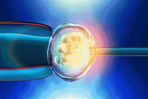 Why Does İn Vitro Fertilization Fail